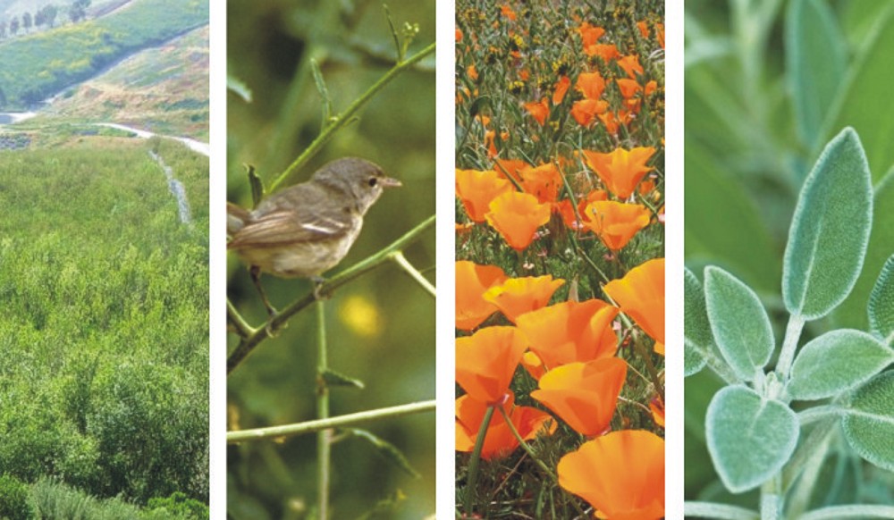 Native Habitat Restoration Southern California